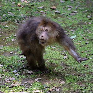 Père David’s Macaque (Macaca thibetana)
