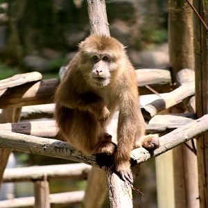 Père David’s Macaque (Macaca thibetana)