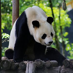 Giant Panda