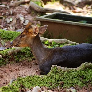 Hairy-fronted Muntjac (Muntiacus crinifrons)