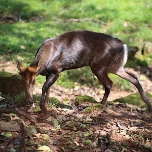 Hairy-fronted Muntjac (Muntiacus crinifrons)