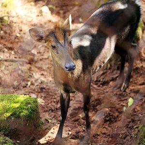 Hairy-fronted Muntjac (Muntiacus crinifrons)