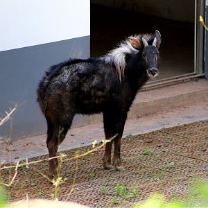 Chinese Serow (Capricornis milneedwardsii)
