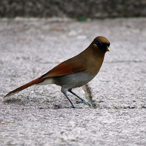 Buffy Laughingthrush (Garrulax berthemyi)