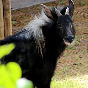 Chinese Serow (Capricornis milneedwardsii)
