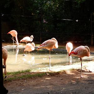 Chilean Flamingos at the North Carolina Zoo