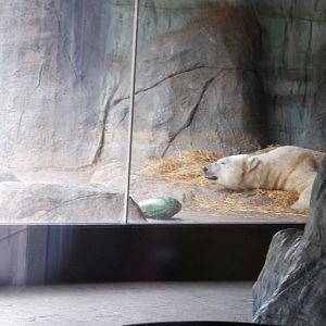 Polar Bear at the North Carolina Zoo