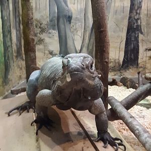 Rhinoceros Iguana at the Greensboro Science Center