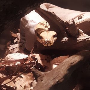 Boa Constrictor at the Greensboro Science Center
