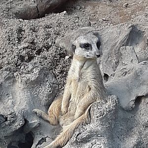Meerkat at the Greensboro Science Center