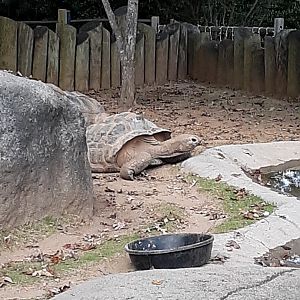 Aldabra Tortoise at the Greensboro Science Center
