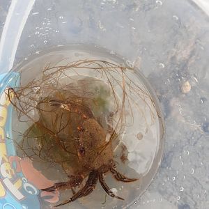 Velvet Swimming Crab (Necora puber)