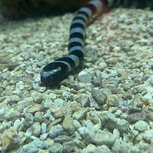 May 2021- Yellow-lipped sea krait