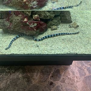 May 2021- Yellow-lipped sea krait