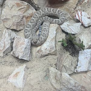 May 2021- Santa Catalina rattlesnake