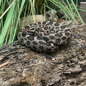 May 2021- Eastern massasauga