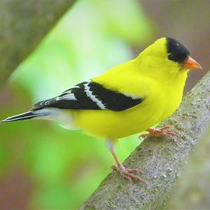 Eastern Goldfinch