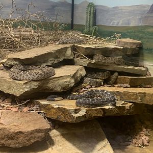 May 2021- Various rattlesnakes