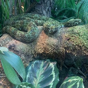 May 2021- Mangshan viper