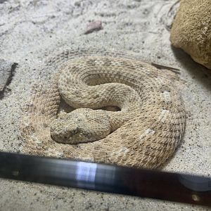 May 2021- Sidewinder rattlesnake