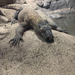 May 2021- Komodo dragon