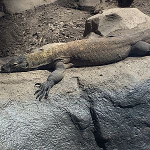 May 2021- Komodo dragon
