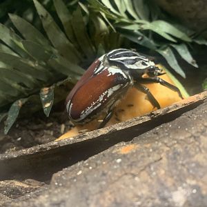May 2021- Goliath beetle