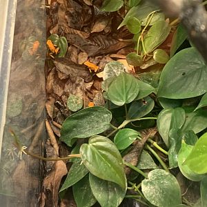 May 2021- Strawberry poison-dart frogs