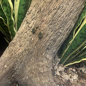 May 2021- Garden fruit chafer