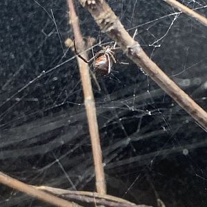 May 2021- Western black widow
