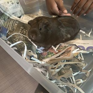 May 2021- Domestic guinea pig