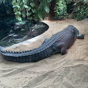May 2021- Saltwater crocodile