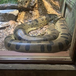 May 2021- Green anaconda