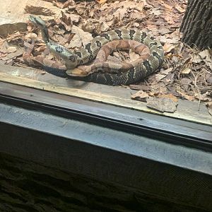 May 2021- Southern copperhead and Timber rattlesnake having a tussling match.