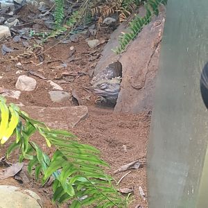 May 2021- Tuatara