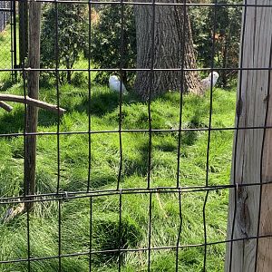 May 2021- Snowy owls