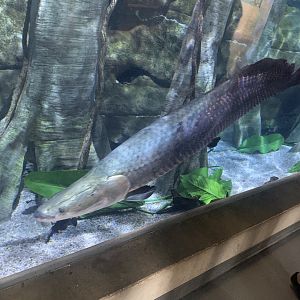 May 2021- Arapaima