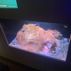 May 2021- Orange clownfish and anemone display
