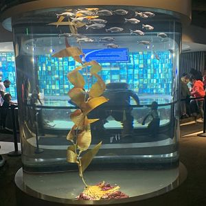 May 2021- Barred flagtail tank