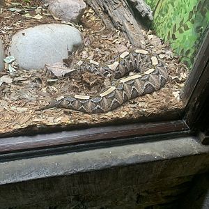 May 2021- Gaboon viper