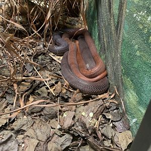 May 2021- Red spitting cobra