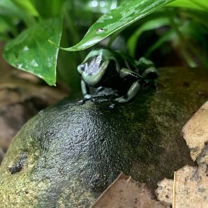 May 2021- Green-and-black poison-dart frog