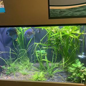 May 2021- Tropical fish tank display