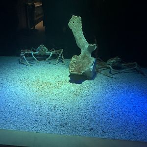 May 2021- Japanese spider crabs