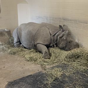 May 2021- Indian rhinoceros