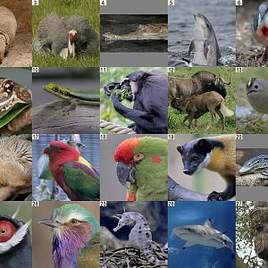 Mayday puzzle images.