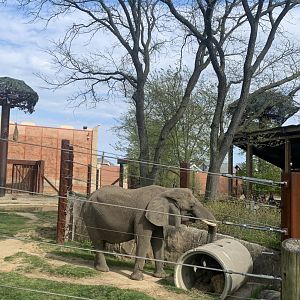 May 2021- African bush elephant