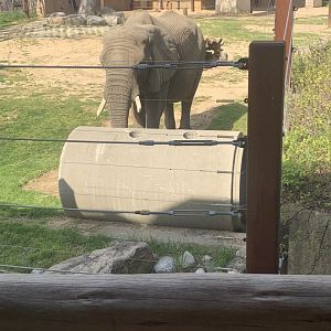 May 2021- African bush elephant