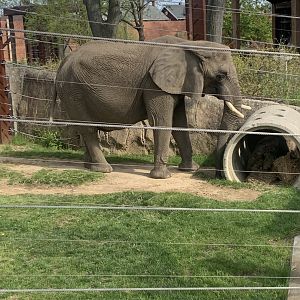 May 2021- African bush elephant