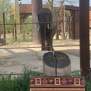 May 2021- African bush elephant